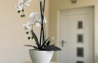 White Truffle Pula - Foto 15