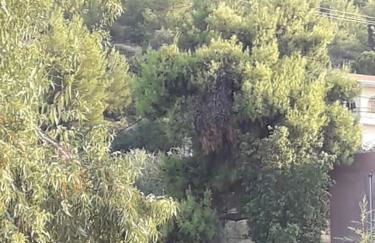 George Geust House - Foto 6