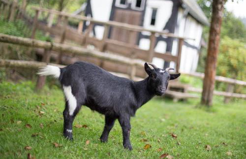 Bio Ferienbauernhof Voß - Foto 4