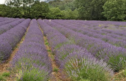 Mas dans les lavandes - Photo 14