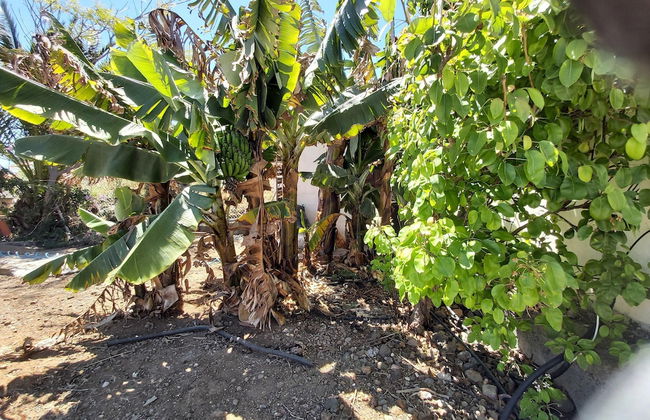 Finca Paraiso Casa Rural Tenerife - Foto 31