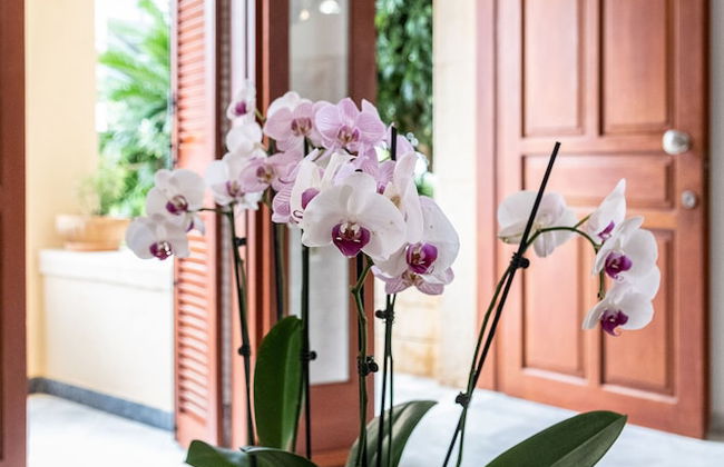 Anais Collection Hotels & Suites - Foto 8