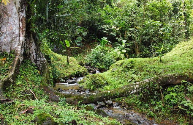 Esquipulas Rainforest - Foto 32