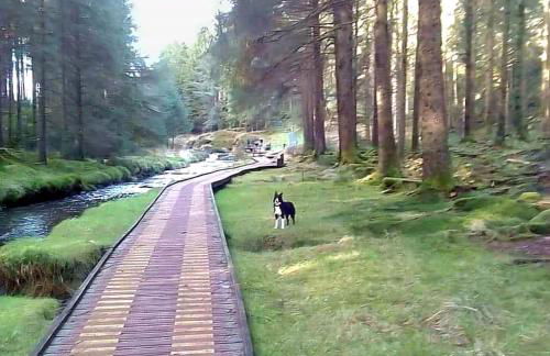 Owl Cabin - Photo 57