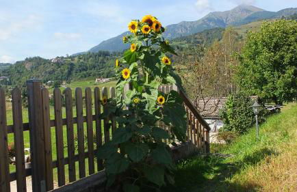 Mini Maule - Foto 10