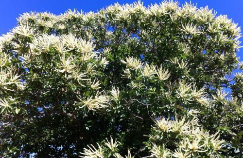 Candeias do Souto - Foto 47