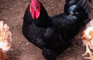 Eira das Carvalhas - Photo 34