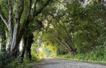 Casa Amarela - O seu Oásis na floresta - Foto 48