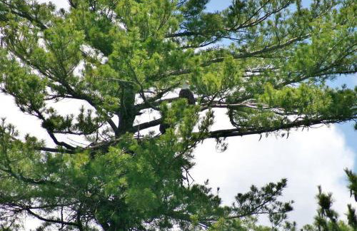 Family-Friendly Cabin Retreat on the Shores of Pokegama Lake, Minnesota - Photo 13