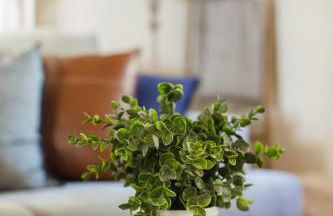 Sequoia Glen - Foto 27