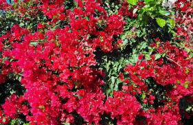 Le jardin de Domi - Foto 19