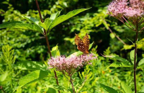 Berkshire Vacation Rentals: Pristine Home In Becket Woods - Foto 15