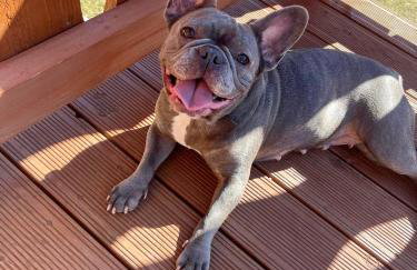 Przycup w Karkonoszach Apartamenty APARTAMENTY W OKOLICY KARPACZA 7 MINUT OD KARPACZA Marczyce SosnówkaKarkonosze, Karpacz, Szklarska Poręba- Sauna Fińska - Foto 48