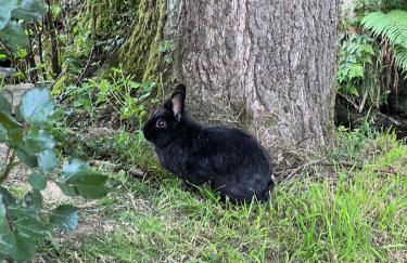 Lac de Vassivière Petite maison à proximité - Foto 26