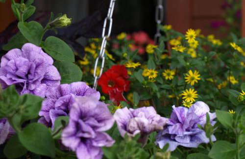 Kwiatowa Zagroda - Foto 18