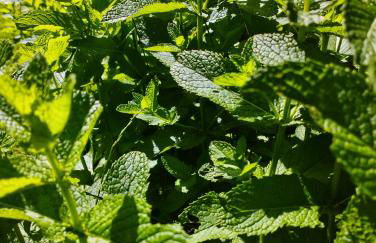 Maison calme à proximité du Lac - Photo 15