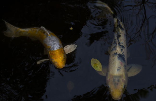 702 Oyster Rock - Foto 23