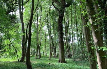 Quirky Barn Conversion Crowhurst Battle - Foto 24