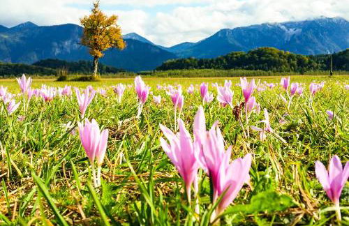 Hörnlestubn - Foto 28