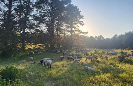 Finnhütte zwischen Wald und See - Foto 29