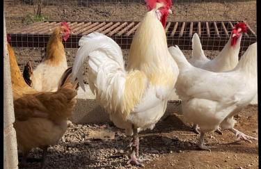 Masía Can Janet alojamiento rural con piscina privada en plena naturaleza - Foto 38