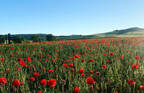 Agriturismo Poggio Tobruk - Foto 34