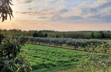 House Nono Bepo in small Istrian village - Foto 46