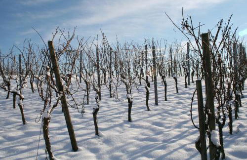 Phönix aus der Asche - Foto 42