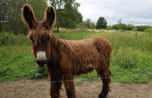 Gîte de charme proche du Mans pour 6 pers., commerces à pied, tout équipé - FR-1-410-258 - Photo 20