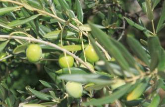 Apartments with parking space Ugljan - 8493 - Foto 13