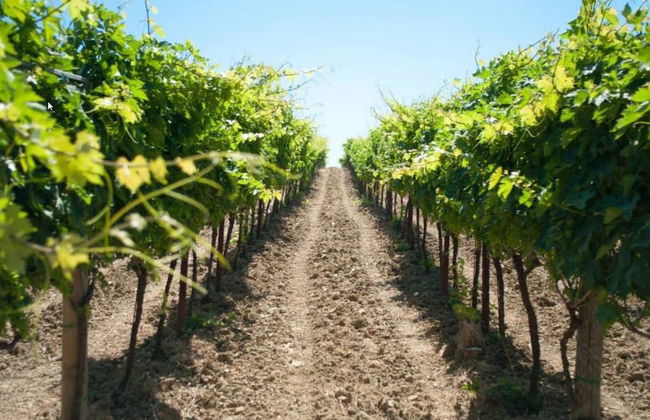 Angelucci Agriturismo con Camere e Agri Camping - Photo 46