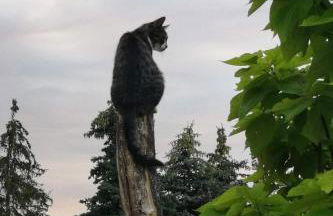 Apartment Landhaus Müritzliebe by Interhome - Foto 28