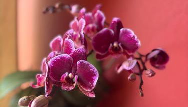 Villa Torres - Foto 4