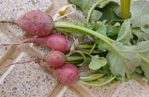 A Casa dos Avós - Alojamento Local - Foto 47