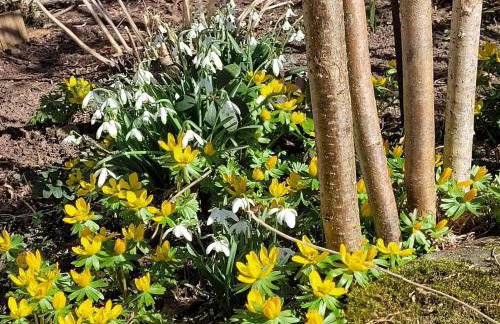 Blick In Den Garten - Foto 13