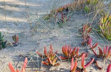 El Riuet-Chalet apartamento a 1 minuto de la playa, Cullera - Foto 39