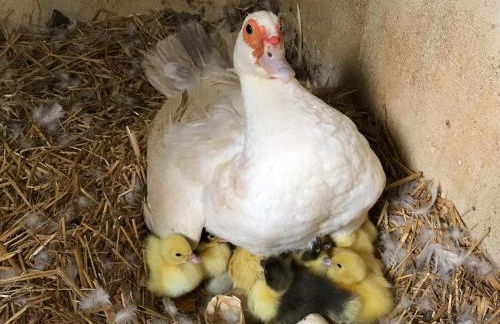 Ferienhaus Fischerhaus - Ruhe und Natur an der Dordogne - Foto 59