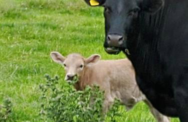 3 Bedroom Cottage - Hot Tub Garden Parking - Foto 18