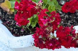 Georgia's Apartments, Ipsos - Complex S - Foto 33