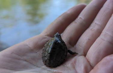 River Retreat Cabin - Living Water Farm - Foto 10