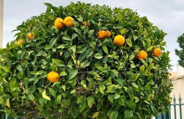 APARTAMENTOS ROSI - 5-10 Minute Walk To La Zenia Beach, Sea View, Beach Bar, Cliff Walk, Shops, Paddys Point, Cabo Roig - Free fast Fibre Optic Broadband, Free Parking - Foto 19