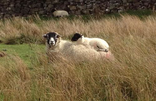 Ivy Cottage - Foto 24