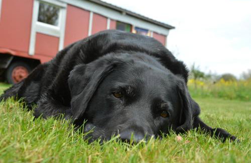 Ferienwohnung mit Tiny House - Foto 21