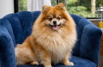 Loft com Hidro e Lareira em Gramado - Photo 56