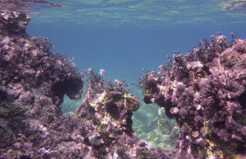 Villa-Agave , by the sea in Porto-Rafti outside Athens - Foto 49