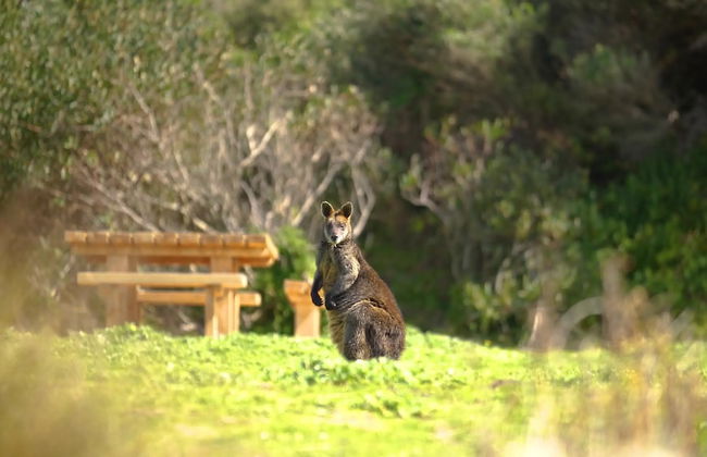 Bear Gully Coastal Cottages - Foto 20