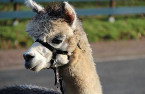 Blockhaus am Edersee - Foto 10