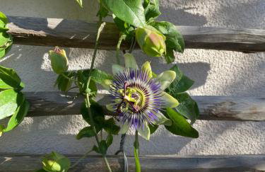 Villa Centenary Goose - Foto 30