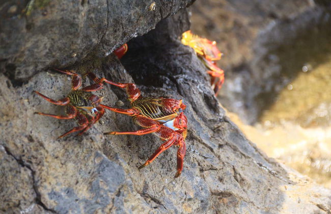 Trekking ai belvederi di Pedra Alta e Pontinha - Foto 6