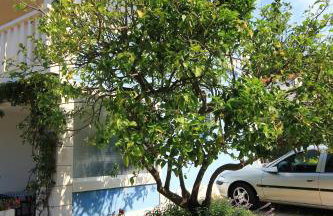 Apartments by the sea Viganj, Peljesac - 10189 - Foto 7